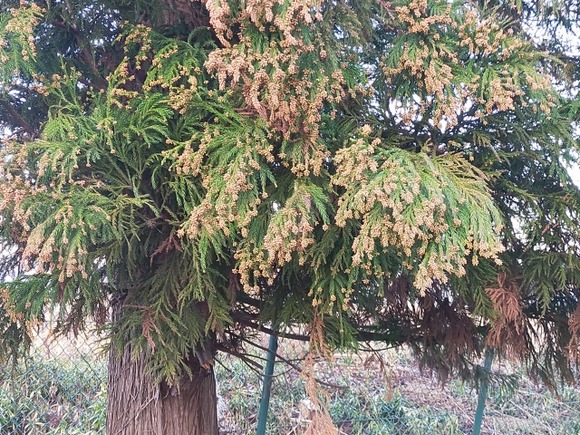 【悲報】スギ花粉「ん？まだ５％の力しか出てないんだが？」