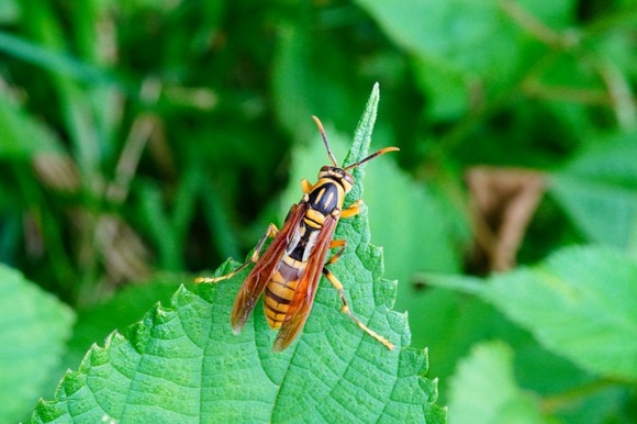 【画像】庭にハチの巣できてたんやが・・・