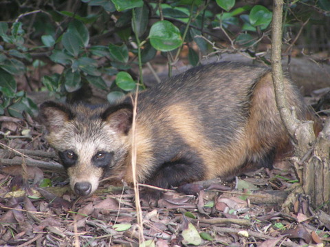 1280px-Tanuki_the_`Raccoon_Dog`