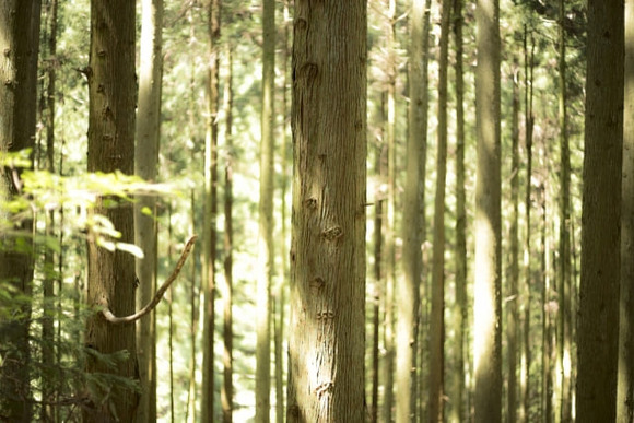 山林