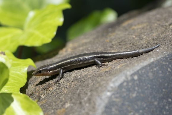 【画像】カナヘビとかいうバチクソかわいいやつ