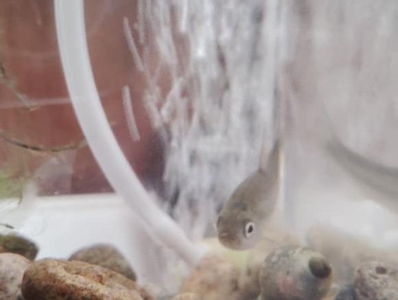 【画像】ニートだけどヌマムツって川魚飼ってる