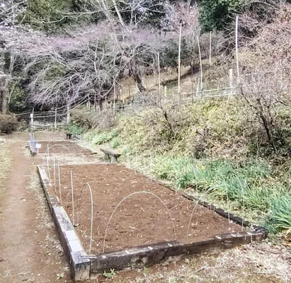 【群馬】シカによる食害で球根１万個全滅…恒例の「チューリップまつり」、今年は花なし開催へ　桐生市宮本町の吾妻公園