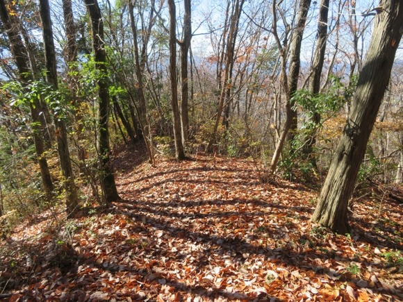 【画像】朝から森に来たｗｗｗｗｗｗｗｗｗｗ