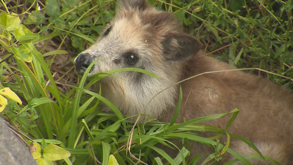 ｢1ｶ月以上生存は奇跡｣ 水路に落ちた二ホンカモシカの子ども、法律で救出は難航・・・