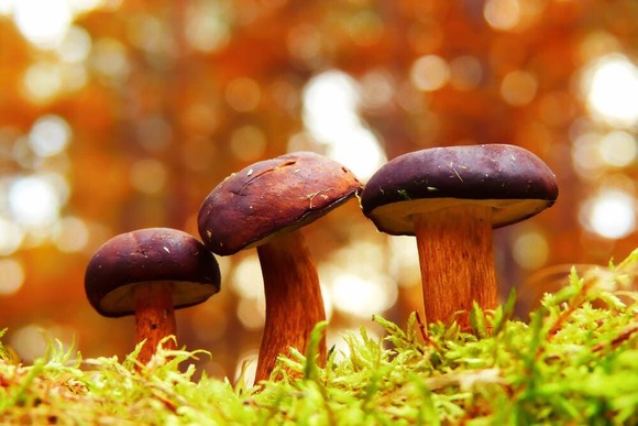 mushroom