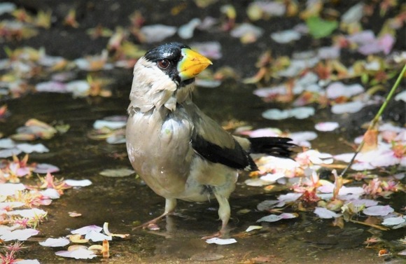 【画像】この鳥の種類わかるやついる？