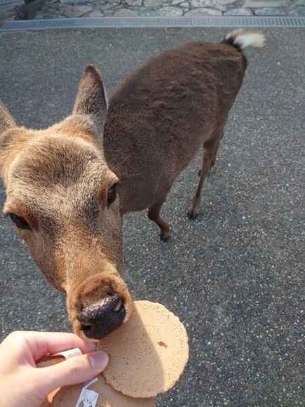 【画像】ぼっちで奈良公園来たｗｗｗｗｗ