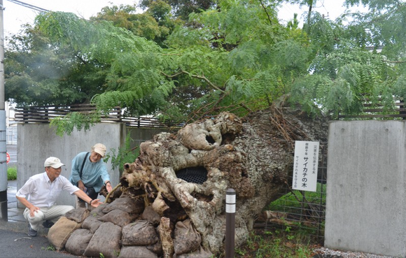 樹齢1000年「ｼﾃ…ｺﾛｼﾃ…」　台風で倒れるも市民らの手により“復活”