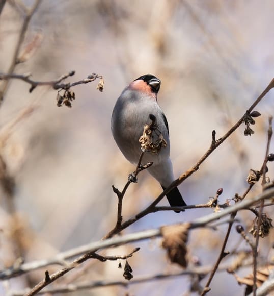 おんJでちょこちょこ野鳥スレ立ててる者やけど