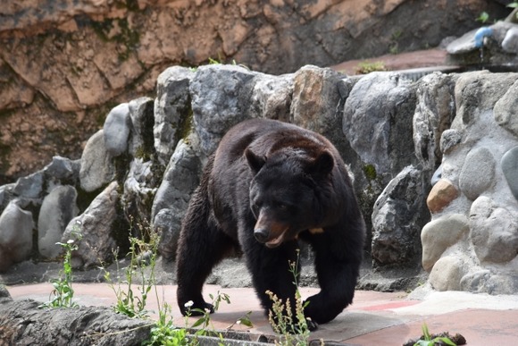 秋田県、クマ被害で自衛隊派遣検討要望へ
