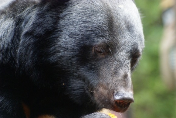 【秋田】佐竹知事「見つけたらすぐに撃つ」 クマ捕獲上限なし