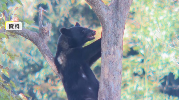 クマの出没件数が過去最多　4月から11月期の被害者数230人、死亡13人も最多