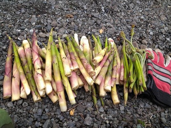 【画像】タケノコ採り！さあ突撃だ