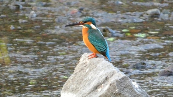 野鳥撮影やってる連中は真面目な顔で望遠レンズ構えて鳥さんきゃわわ！あーきゃわわとか思ってんの？