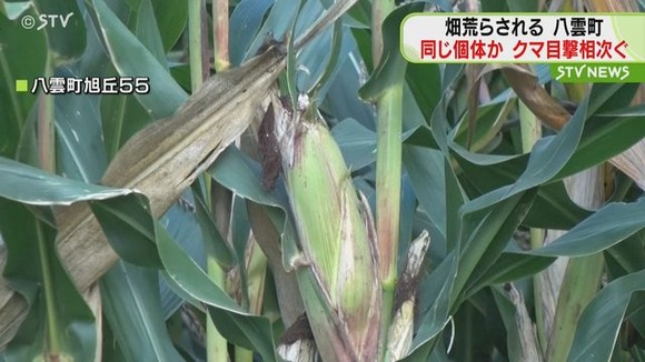 【北海道】家畜用のデントコーンが食べられる…同じ個体か　八雲町でクマの目撃が相次ぐ
