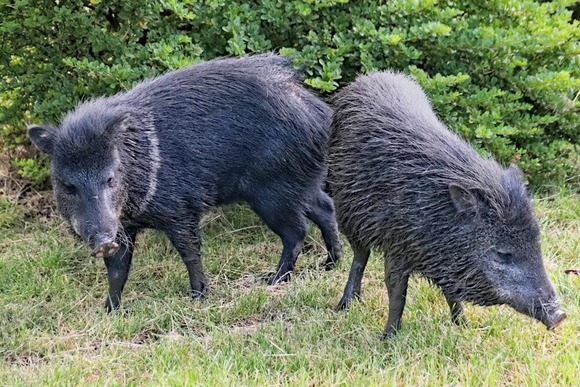 boar