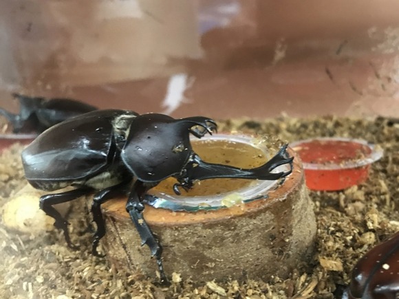 【大緊急！！】ワイ、ニート。カブトムシの飼育に大失敗してしまう