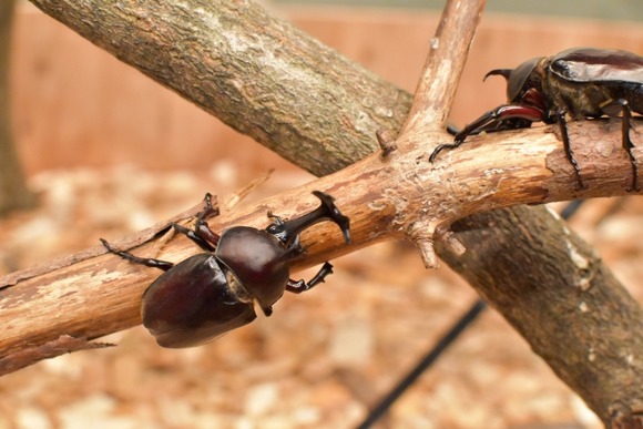 【動画】日本のカブトムシさん、外国産とタイマンはらされる…