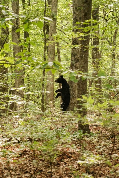 【岐阜】林道でランニング中の70代男性がツキノワグマに襲われる 右の頬を引っかかれ軽傷 当面の間入山を禁止しパトロール