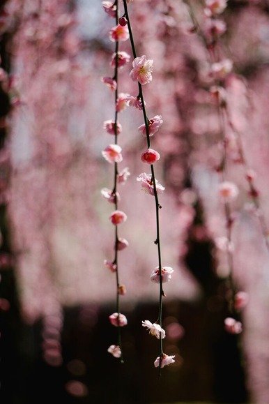 しだれ桜見てきた(´・ω・｀)