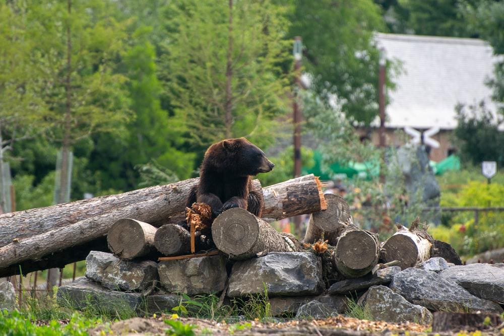 ヒグマに食い殺された奇想天外の関係者ってなんでテントで寝てたの 登山ちゃんねる