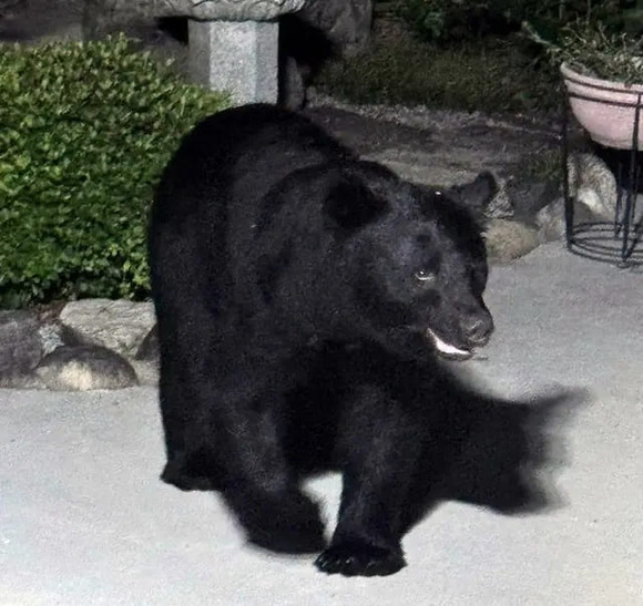 【山口】民家の庭にクマ出没！センサーライトが反応