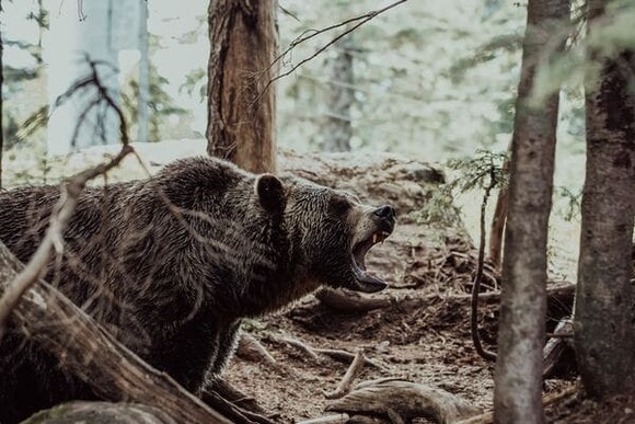 【小ネタ】渓流釣りっていきなり背後にクマがいたらどうするの？
