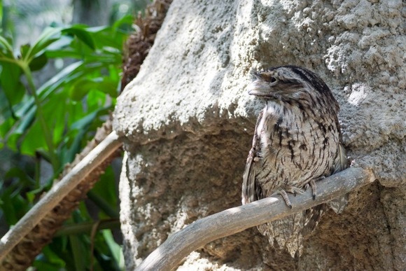 【動画】鳥さん、木に擬態するがバレてしまい撫でられる