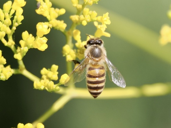 【画像】人型の彫刻に蜂の巣が作られた結果、化け物みたいになってしまうｗｗｗｗｗｗｗｗｗｗｗ