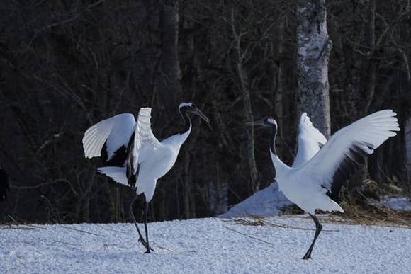 野鳥を見に今度は根室に行ってくるで！