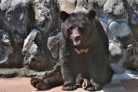 【戦慄】クマ、視界に入った獲物をなんでも食べるバケモンだった