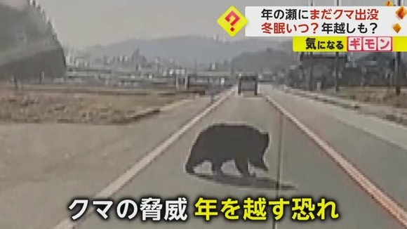 年の瀬にまだクマ出没…道路を横切り住宅の方向へ　冬眠はいつ？“クマの脅威”年越しの恐れも