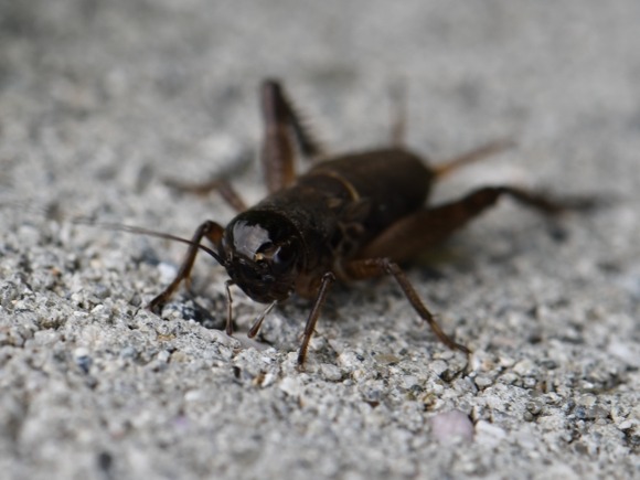 【悲報】コオロギ食べたけどマズすぎやろ・・・