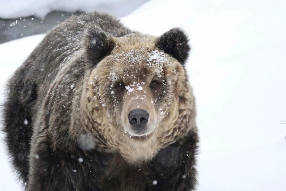 【衝撃】三毛別ヒグマ事件怖すぎｗｗｗｗｗｗｗｗｗｗｗｗｗｗｗｗｗ