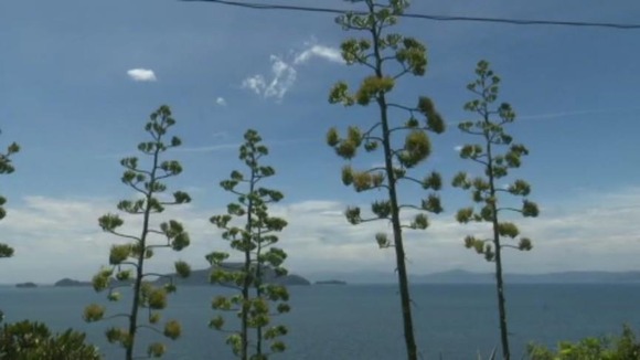 【謎】数十年に一度しか咲かないはずの幻のリュウゼツランの花、なぜか全国で咲きまくる