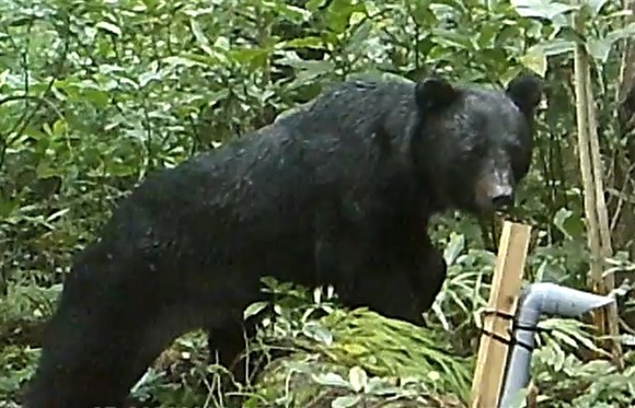 ツキノワグマ、福岡上陸の可能性は？下関で目撃相次ぐ