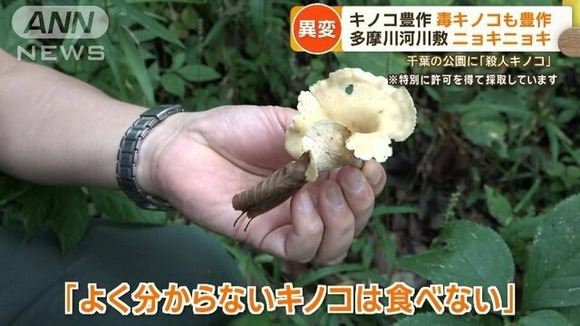 毒キノコ大豊作！千葉の公園に「殺人キノコ」　各地で食中毒相次ぐ