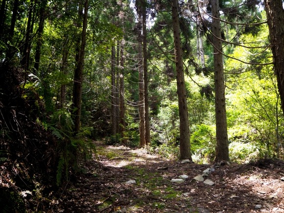 オートバイで林道とかからガシガシ登山したらダメなん？