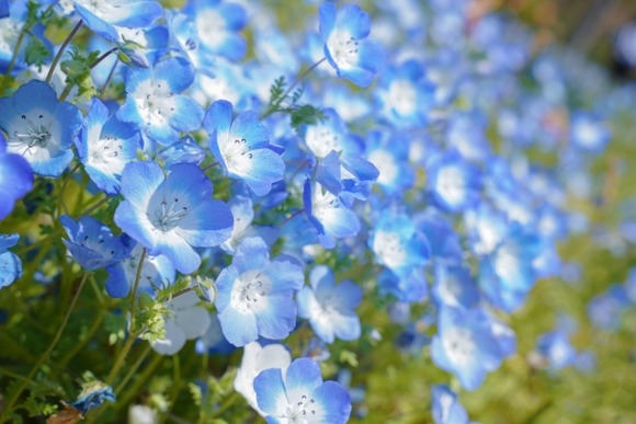 【画像】ひたち海浜公園でネモフィラ撮ってきたから見て～