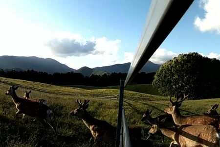 【生態系】高原山周辺、シカの食害深刻化…牧草食べ尽くされ放牧できず　植生変化で土壌流出の危険も
