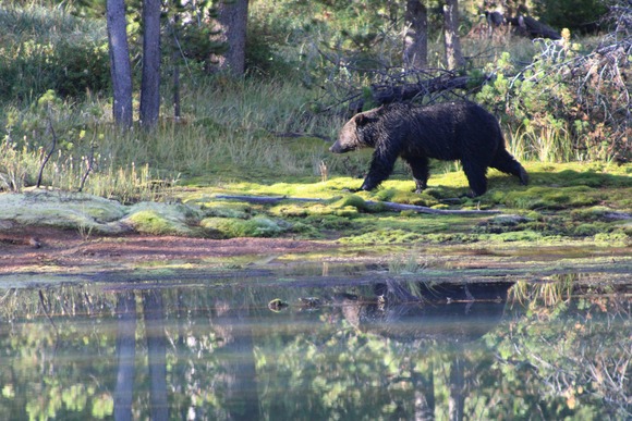 【悲報】爺さん「山から人里へ降りてくるクマは、雑魚」
