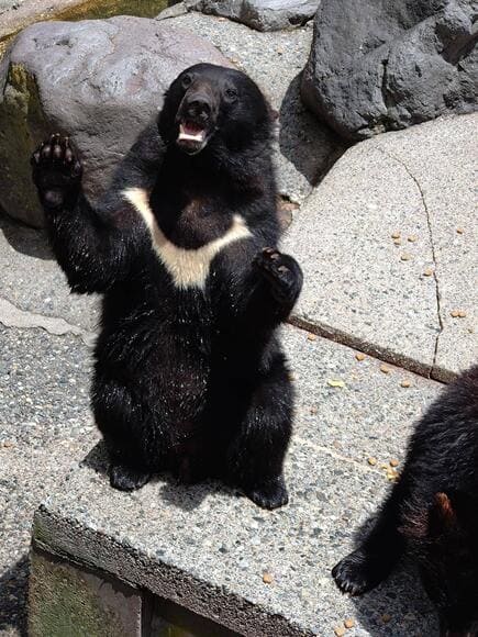 【画像】ワイ、クマ牧場に到着