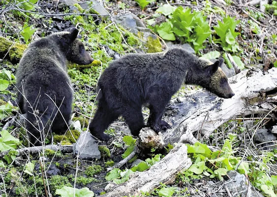 「ヒグマの追っかけが多いので規制します」30m未満の距離まで接近することが禁じられる