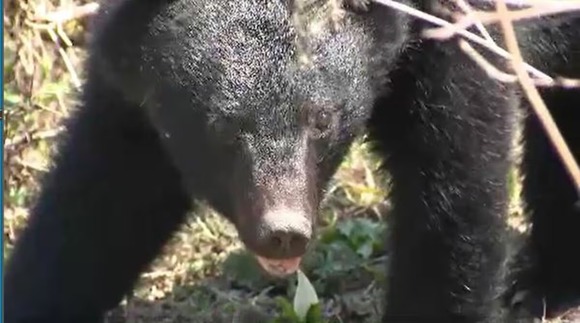 【長野・軽井沢】男性がクマに襲われる…頭や腕などにけが　1人でキノコ採りをしていたところを…