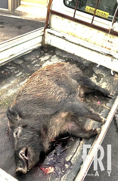 【わずか20分間の襲撃】名門ゴルフ場でイノシシが大暴れ ラウンド中に襲撃された「出光一族」社長夫妻が緊急搬送されていた！