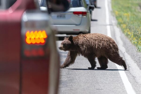 500kg超のヒグマに対して成人男性、何人でかかれば倒せると思う？
