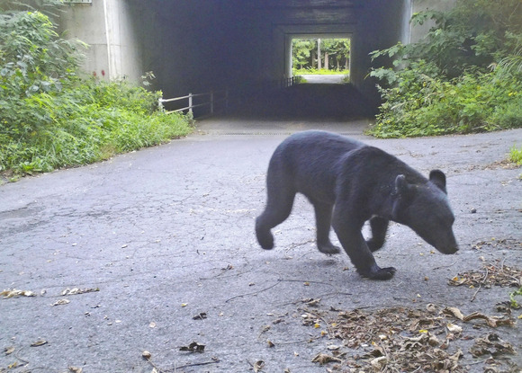 【秋田】クマ被害に見舞金！人身被害：10万円、重度障害：20万円、死亡：30万円