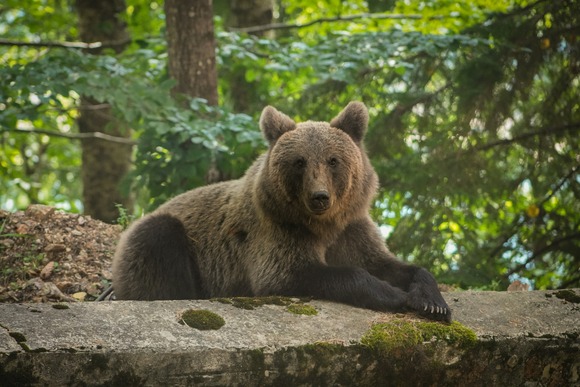 【絶望】ヒグマさんがこの時期1日に摂りたいエネルギー、約30000～50000kcal