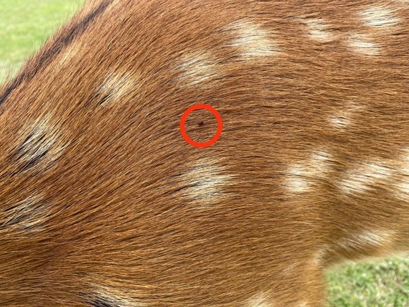 【奈良公園】鹿にマダニ「想像の100倍いる！」触るとうつる？